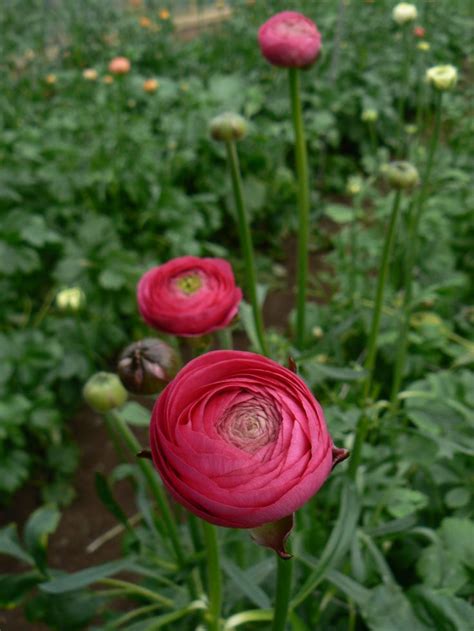 1000+ images about Ranunculus varieties & colours on Pinterest | Beautiful, Hot pink and Ranunculus