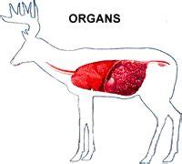 12 Deer Anatomy ideas | deer, anatomy, whitetail deer