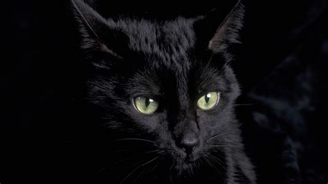 🔥 Download Cute Black Cat Wallpaper by @lharris | Black Cat Wallpapers ...