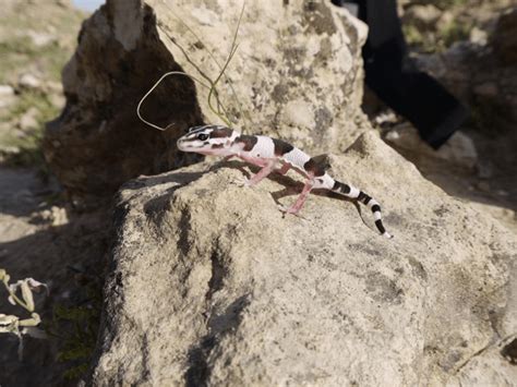 Interview with Karsten Griesshammer: Field Herping In Iran - Gecko Time - Gecko Time