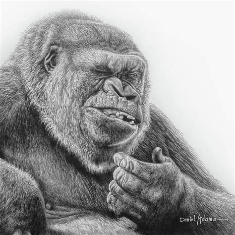 Gorilla Drawing by Daniel Adams - Pixels