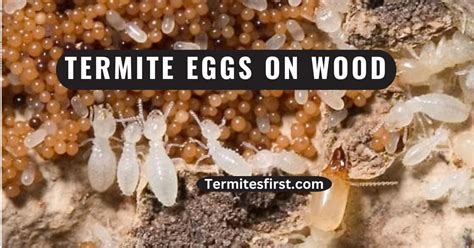 Termite Eggs on Wood: Discovery & Tips – Termites First