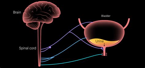 Neurogenic bladder: understanding loss of control | Happiest Health