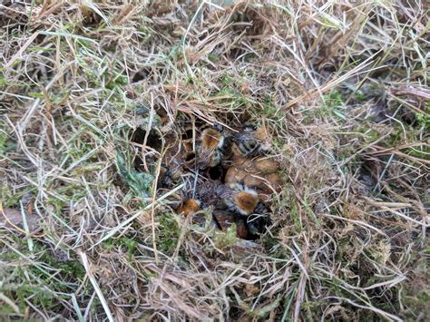 After mowing theblawn, i found a bumblebee hive. Is it destroyed? What ...