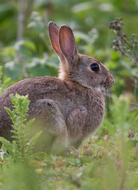 What Do Wild Rabbits Eat? A Guide To The Natural Wild Rabbit Diet