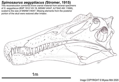 Spinosaurus aegyptiacus Skull by Miyess on DeviantArt