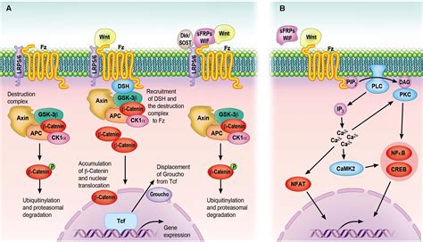 Wnt Signaling Pathway Diagram