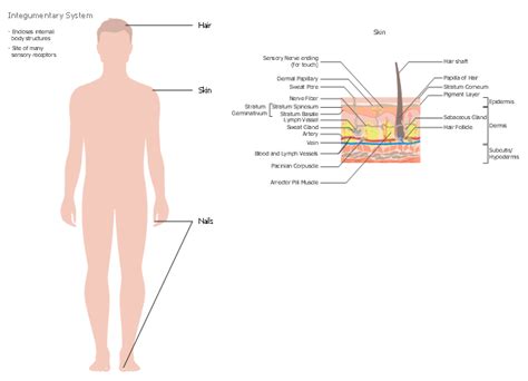 Integumentary System Diagram | Quizlet