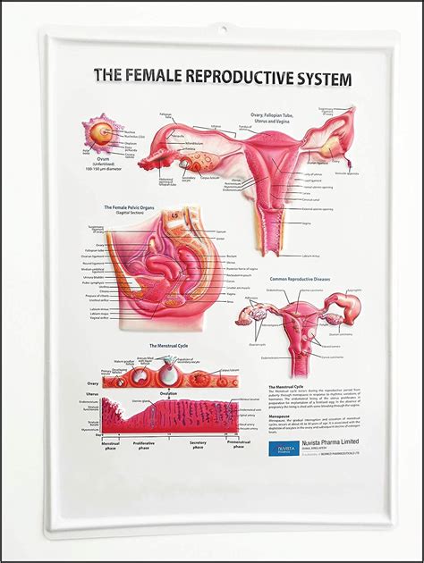 Reproductive System Female Diagram Labeled Solved Draw A Lab