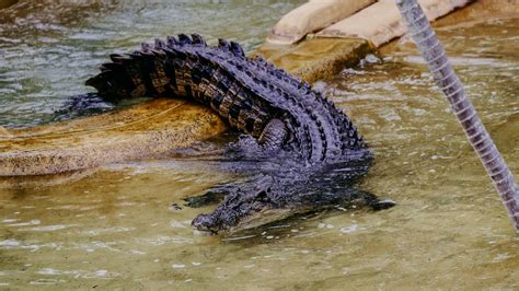 ‘Love language’ of crocodiles uncovered in research at Australia Zoo ...