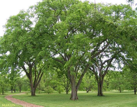 American Elm - North American Insects & Spiders