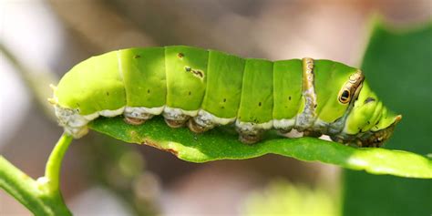 Tomato Hornworm Damage: Signs, Management, and Prevention