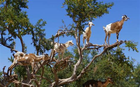 Reasons Why Goats Climb Trees - Some Are Surprising! - All About Pets