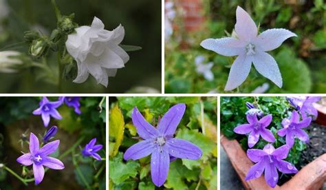 Campanula o Planta Estrella de Belén. Características y cuidados ...