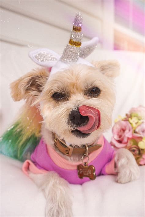 Magically Delicious: 2018 Pet Halloween Costume Ideas — The Yellow ...