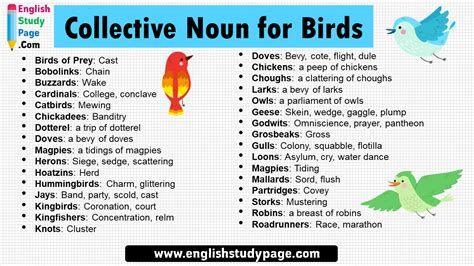 16 Collective Noun for Birds - English Study Page