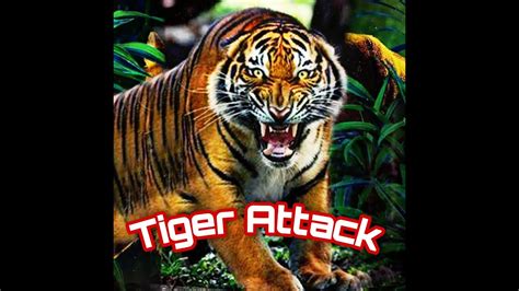 Tiger Attack in India - YouTube