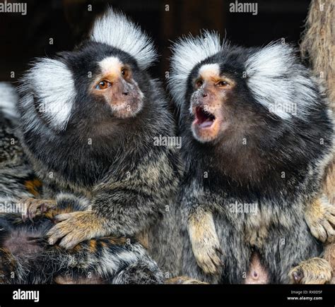 Common marmoset Callithrix jacchus CAPTIVE Stock Photo - Alamy