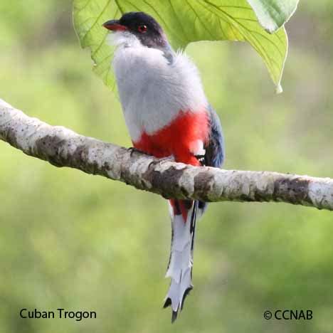 Cuban Trogon | Birds of Cuba | Cuban Birds