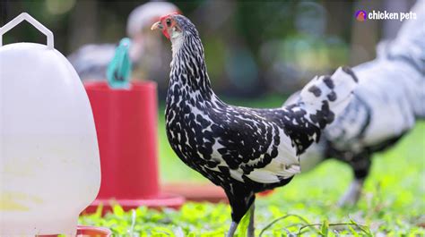 Hamburg Chicken Breed. What is it? - Chicken Pets