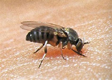 Black flies make annoying guests at spring outings | ThePerryNews