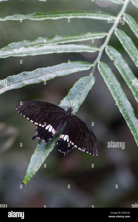 Common Mormon butterfly: Papilio polytes Stock Photo - Alamy