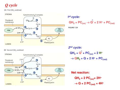 PPT - Plastocyanin: a small, soluble-copper protein PowerPoint Presentation - ID:6299338