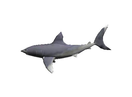 cute shark gif transparent - Clip Art Library