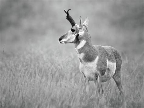 Pronghorn Sheep Photograph by Lauren Pretorius | Fine Art America