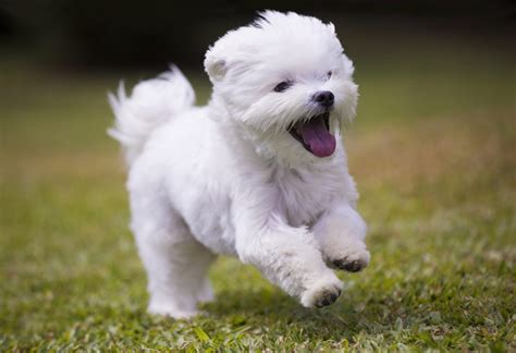 May the Cute Maltese Puppies be With You! - Furry Babies