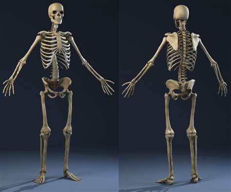 Anatomy Skeleton (male) 3D Model