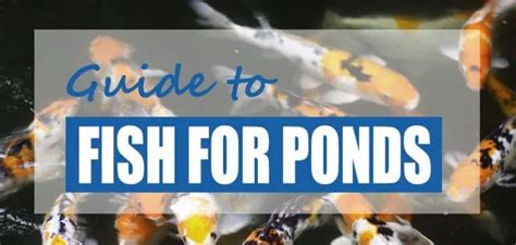 Best Types of Pond Fish for Outdoor Ponds (Big & Small Fish) - Pond Informer