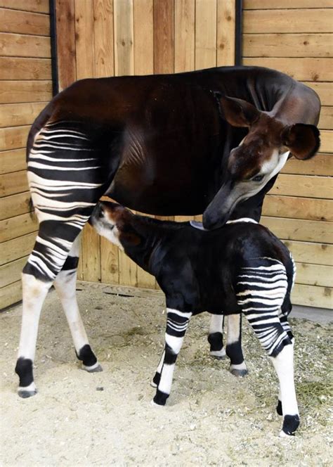 Cute baby zebra-donkey thing born at zoo