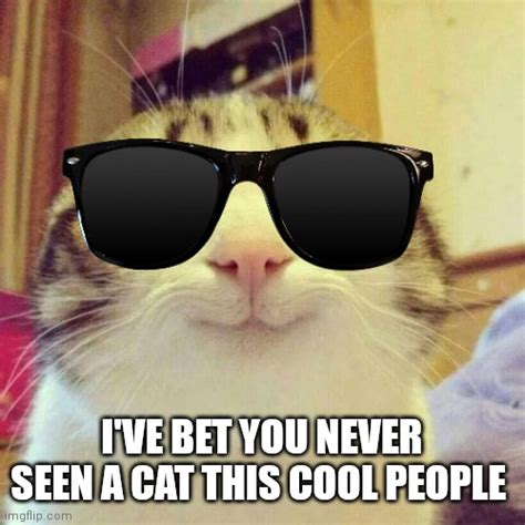 Cool cat - Imgflip