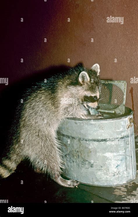 Raccoons eating fish hi-res stock photography and images - Alamy