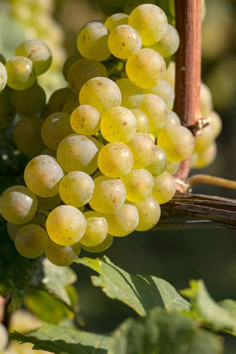 White wine grape stock image. Image of energy, leaf, agriculture - 87810279