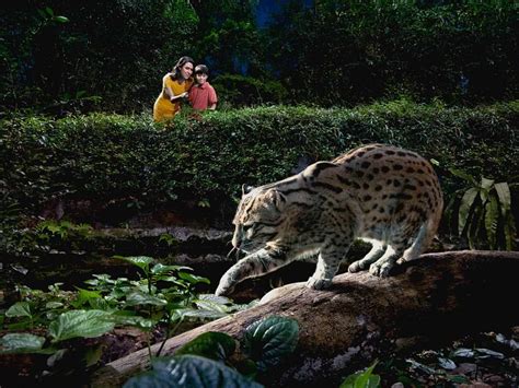 Singapore Night Safari - Zoo Tour, Ticket Prices, Opening Hours