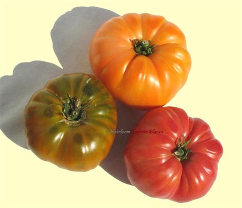 Heirloom Tomato Plants Organic Heirloom Tomato Plants,Tomato Seeds ...