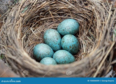 Eggs of a Wild Bird Thrush Lying in the Nest on the Ptine Tree Stock Image - Image of ...