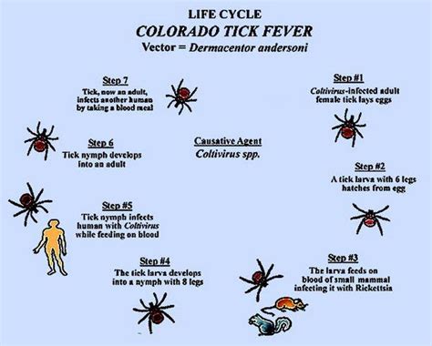 Colorado Tick Fever - Viral Infections - AntiinfectiveMeds.com