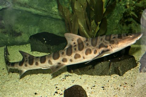 Leopard Shark (Triakis semifasciata) | Flickr - Photo Sharing!