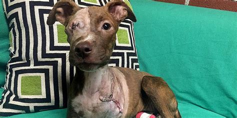 Abused Dog With Leg Cut Off Still Has The Biggest Heart - The Dodo