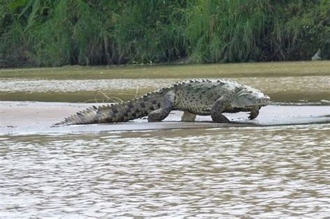 Is Gustave, the man-eater crocodile still alive? – Afrinik