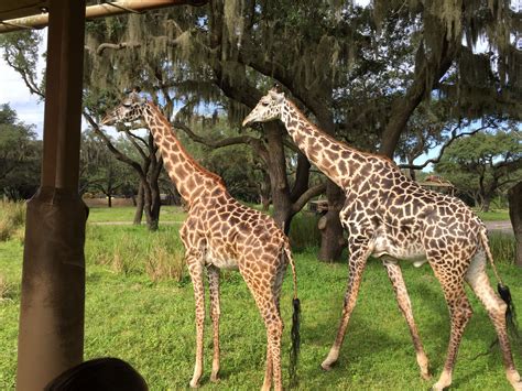 Safari ride at Animal Kingdom | Disney world, Animal kingdom, Animals