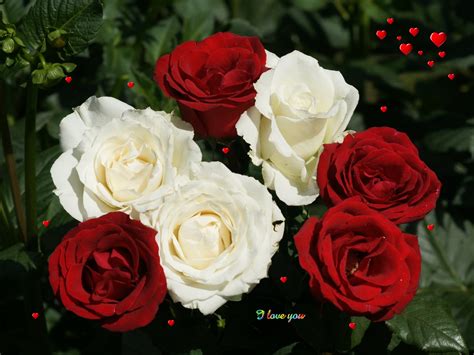 White Rose Flowers Wallpapers - Entertainment Only