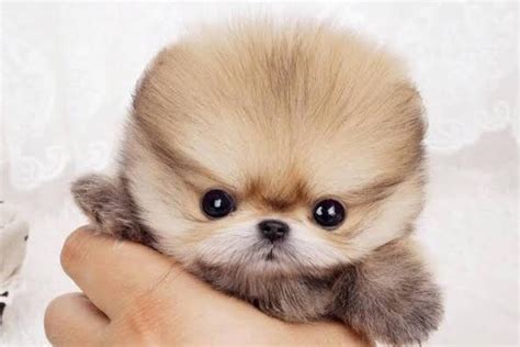 The new worlds cutest dog : r/aww