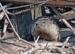 Is the groundhog the first weatherperson? - Chelsea Update: Chelsea, Michigan, News