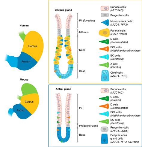 Gastric