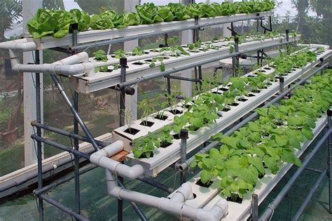 The Best Methods for Growing Plants Hydroponically