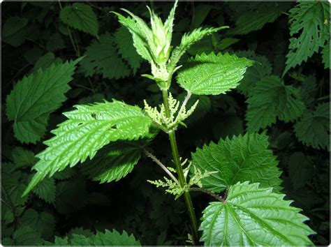 Stinging Nettle Frequently Asked Questions (FAQ) – Wolf Camp, Blue Skye ...